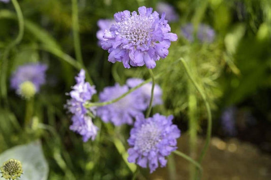 1 x SCABIOUS columbaria Butterfly Blue - 9cm Pot