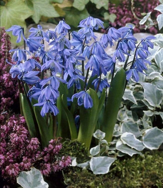 1 x SCILLA bifolia blue 5/6cm x 8 Bulbs