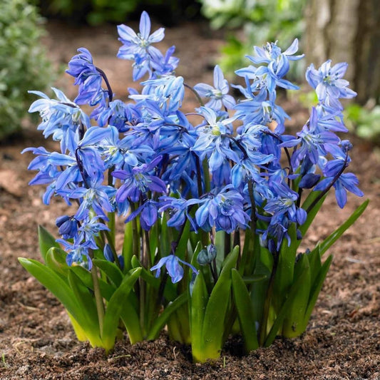 1 x SCILLA siberica 6/7cm x 10 Bulbs