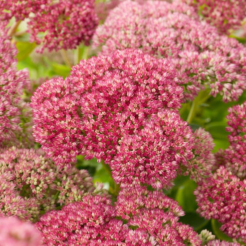 1 x SEDUM spectabile Autumn Joy - 9cm pot – Secret Gardening Club