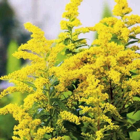 SOLIDAGO Goldkind - 9cm Pot