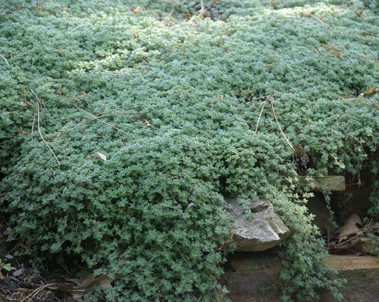 1 x THYMUS Woolly - 9cm Pot