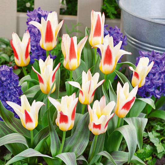 1 x TULIP Rockery Johann Strauss 10/11cm x 7 Bulbs