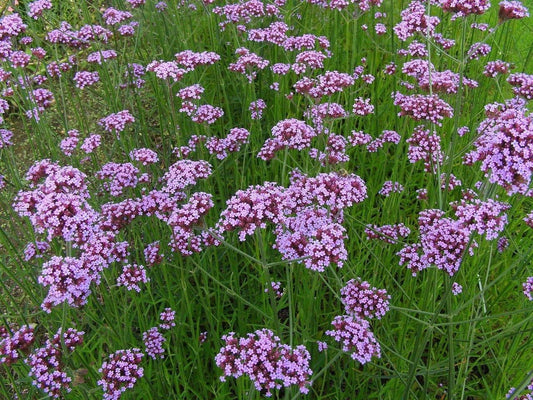 1 x VERBENA bonariensis - 2L Pot