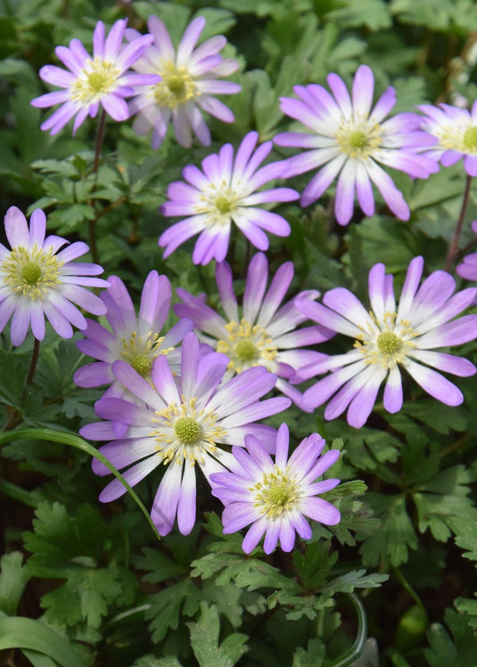 ANEMONE blanda Charmer 5/6cm x 10 Bulbs