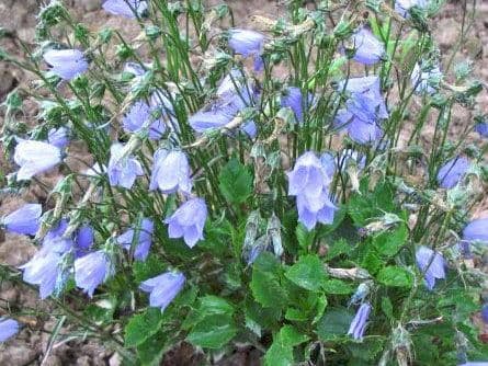 Campanula Cochleariifolia Blue - 9cm Pot