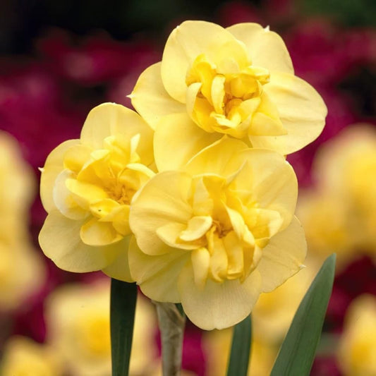 DAFFODIL Yellow Cheerfulness 12/14cm x 10 Bulbs