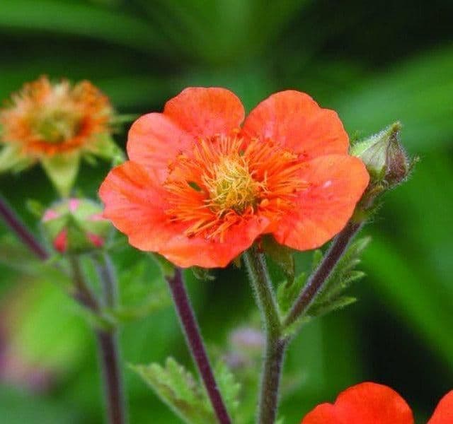 Geum Coccineum Tosai - 9cm Pot