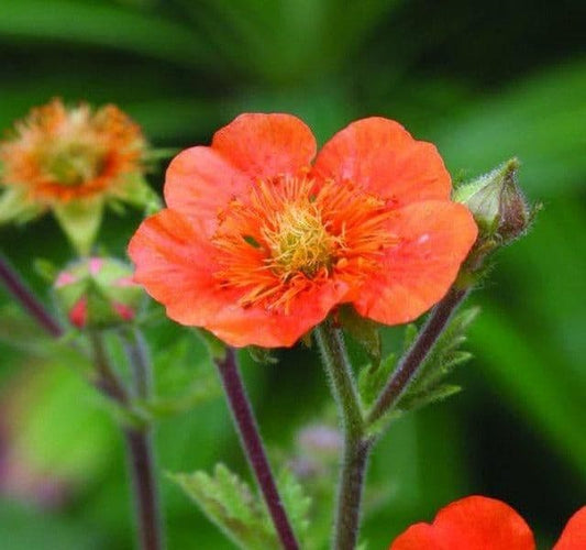 Geum Coccineum Tosai - 9cm Pot