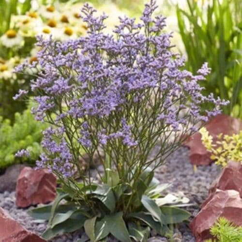 LIMONIUM gmelinii Dazzle Rocks (PBR) - 9cm pot