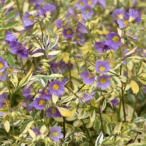 POLEMONIUM Golden Feathers - 9cm pot